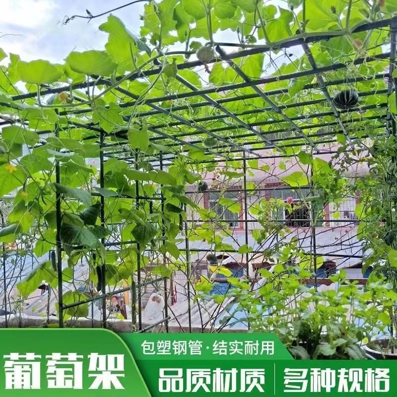 오이 지지대 화초지지대 텃밭 고추 모종 토마토 화초   제트 10호는길이2.1mx폭2.1mx높이1.8m - 상세 이미지 3