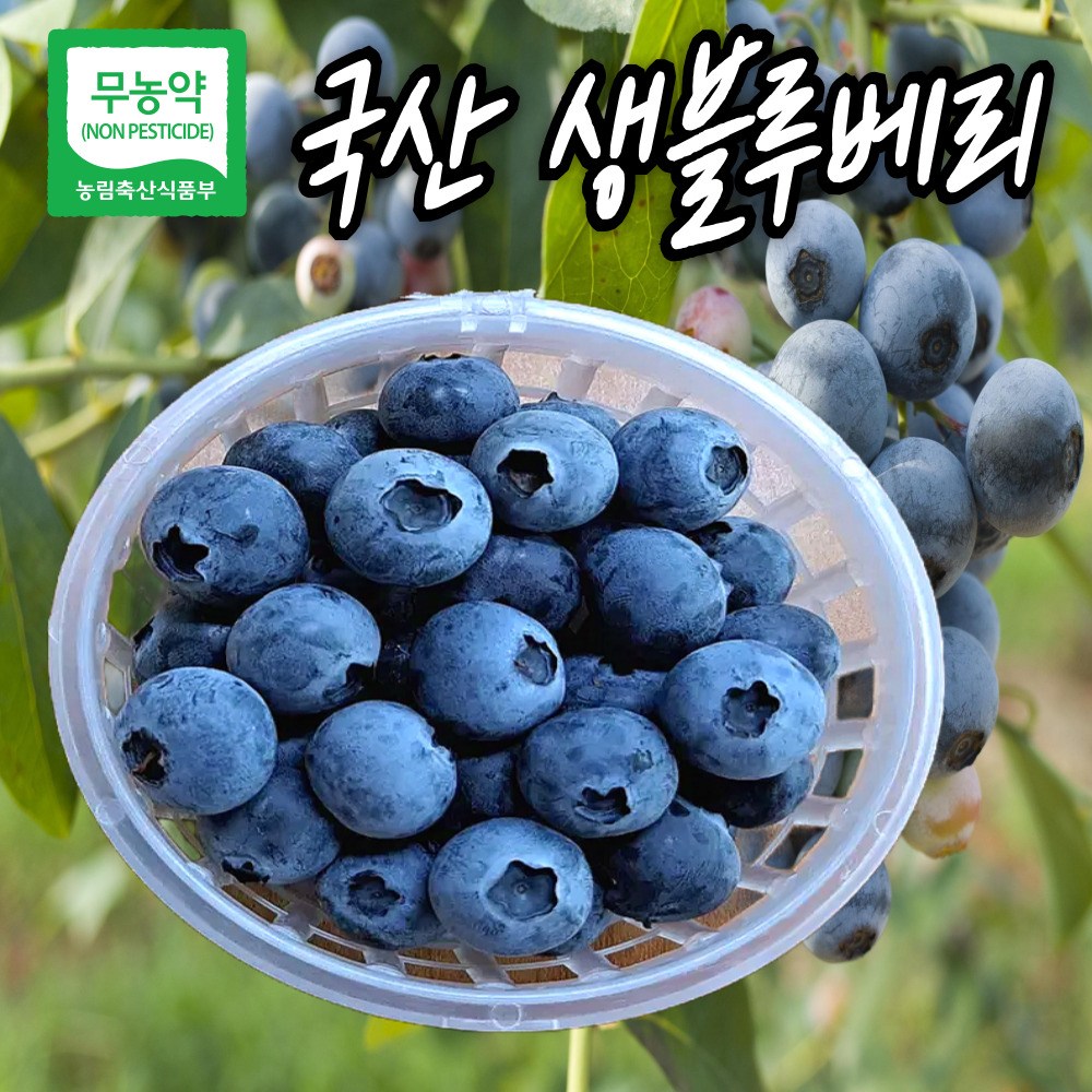 국산 블루베리 생과 1kg : 기차춘동