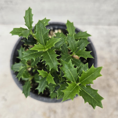 월간화원 은목서 9cm포트 구골나무