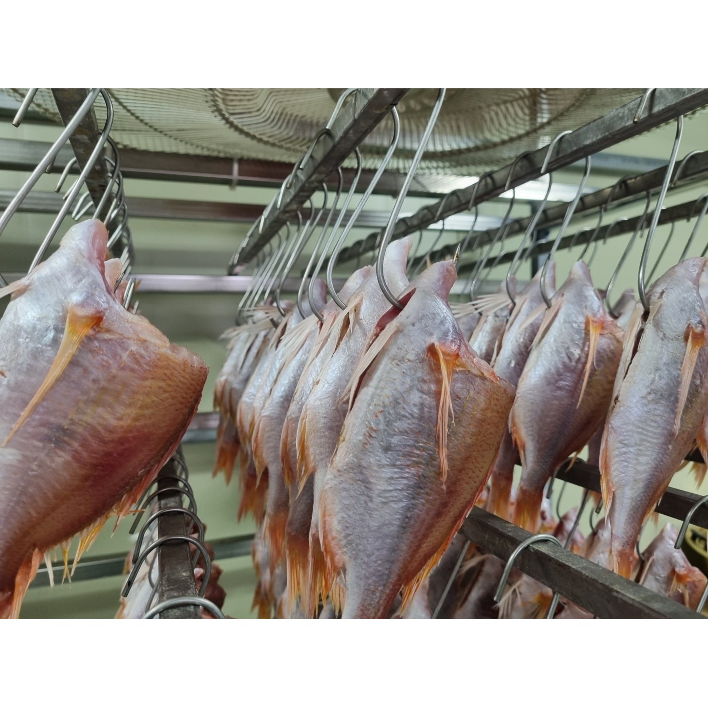 두절 꽃돔 자연산 반건조 참돔 반찬용 900~1KG (6~8미) - 상세 이미지 3