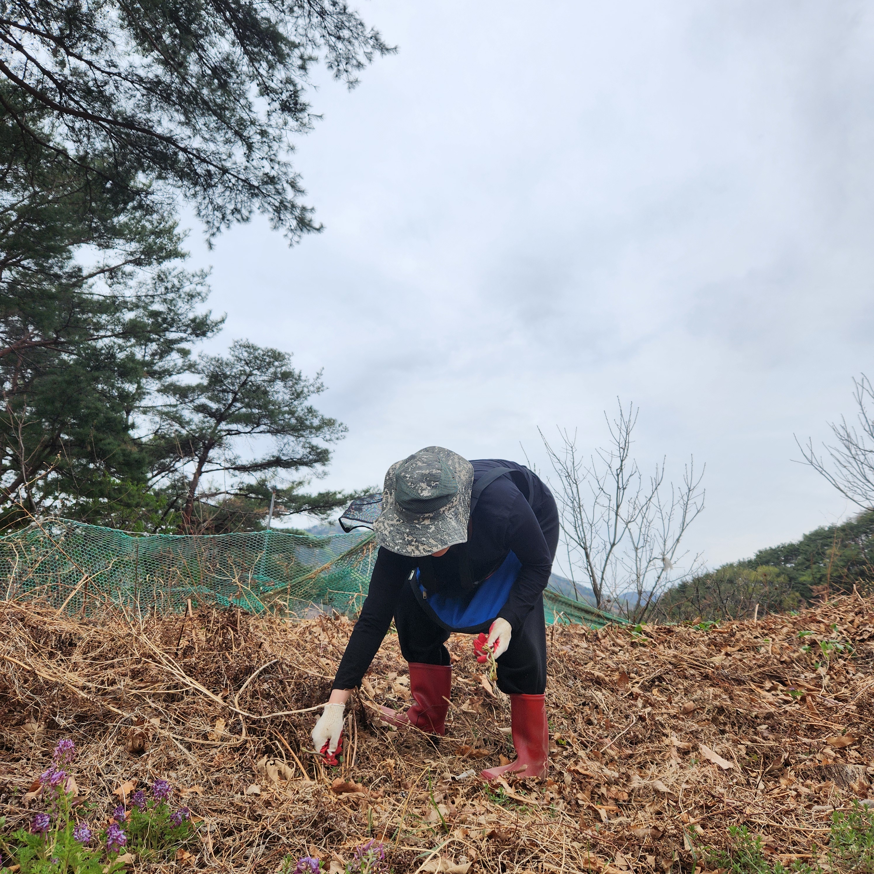 자연에서 자란 생고사리 햇 고사리 깨치미 고비나물 건 고비 건고사리 - 상세 이미지 3