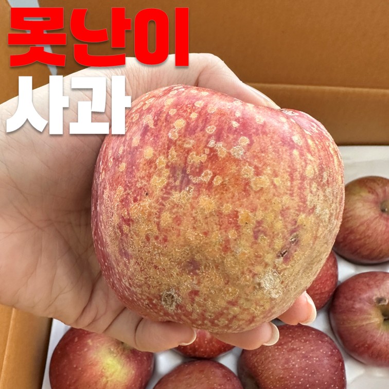 부사 보조개사과 낙과 파지사과 유명한곳 쥬스용 사과 10키로 5키로 - 상세 이미지 2