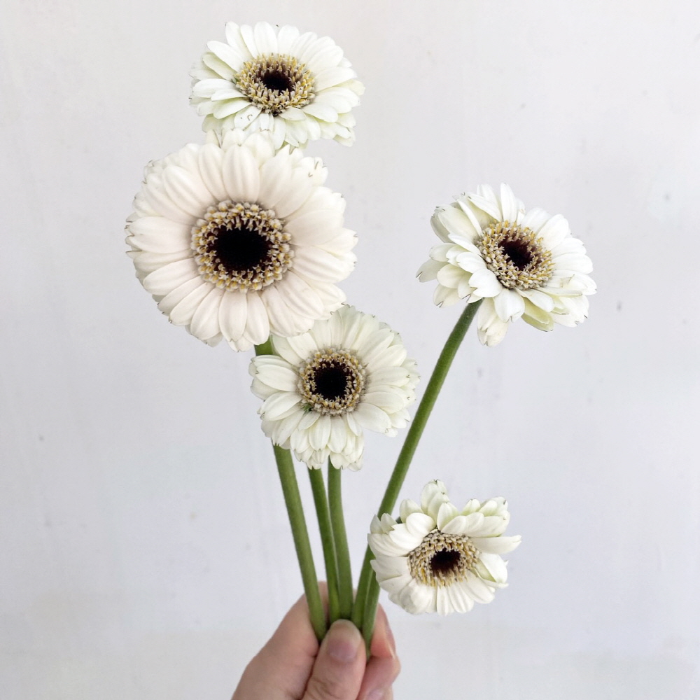 미니거베라 피콜리니 5송이 생화 택배 꽃배달 싼곳 - 상세 이미지 5