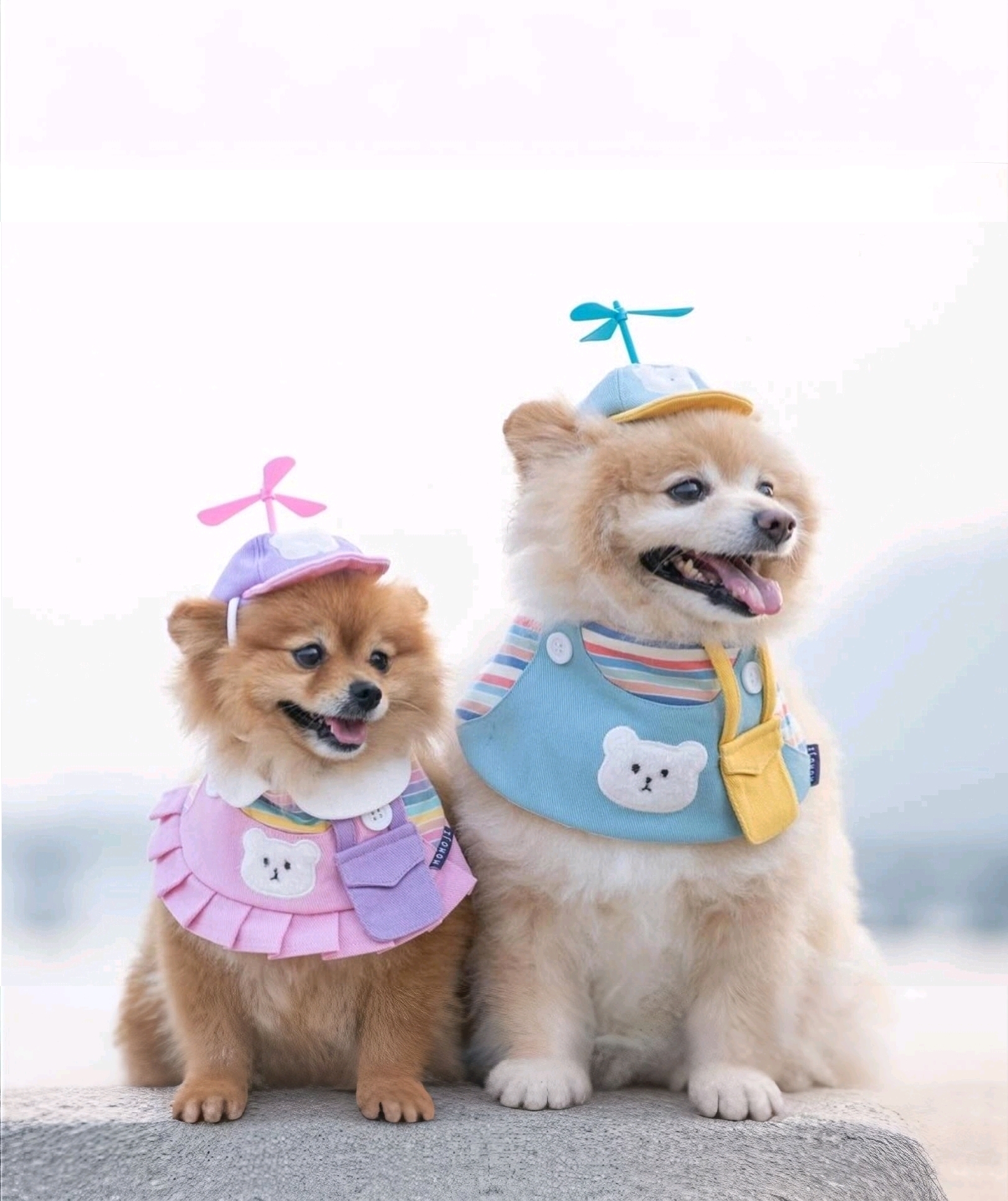 강아지 바람개비모자 애견 바람개비 프로펠라 헬리콥터 모자 - 상세 이미지 2
