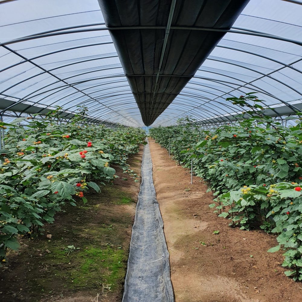 산딸기 당일수확 당일발송 프리미엄 제철과일 생 딸기 이미지 8