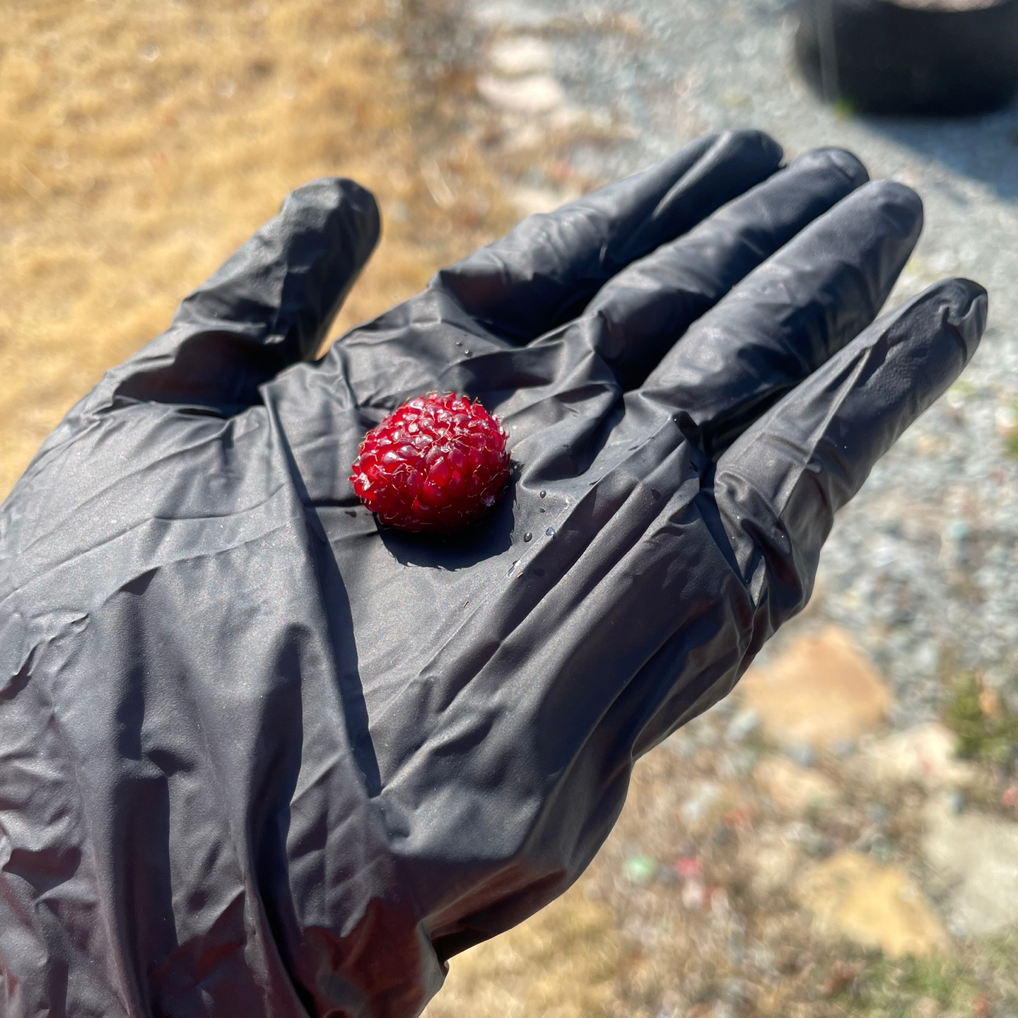 산딸기 당일수확 당일발송 프리미엄 제철과일 생 딸기 이미지 6