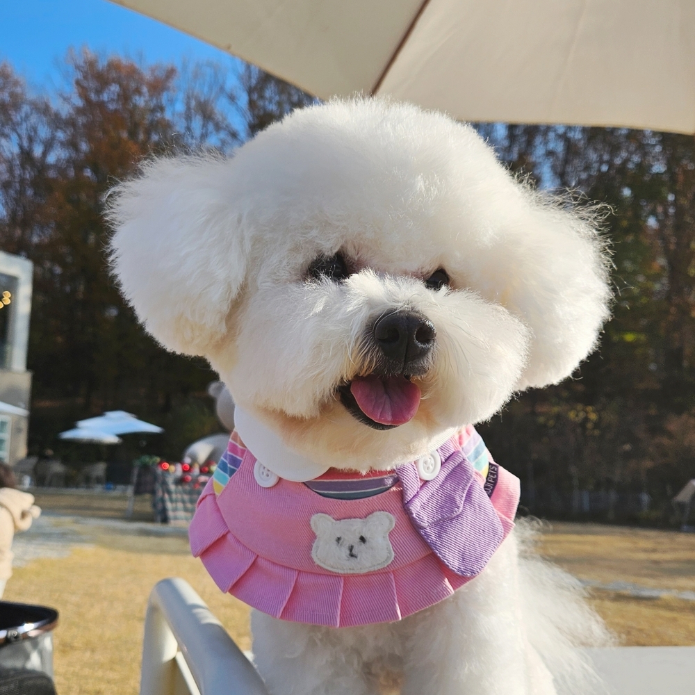 강아지 고양이 케이프 곰돌이 멜빵 원피스 - 상품 이미지