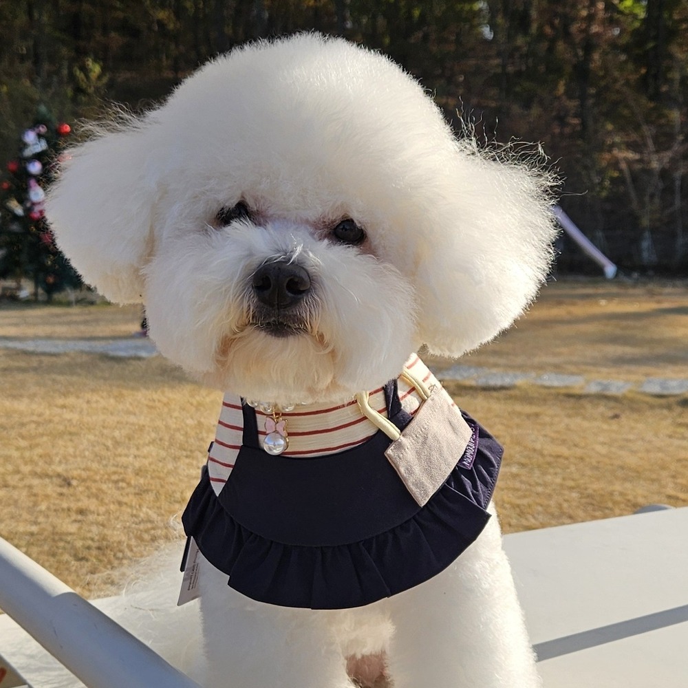 강아지케이프 고양이 케이프 애견 턱받이 단가라 멜빵 원피스 케이프 - 상세 이미지 3