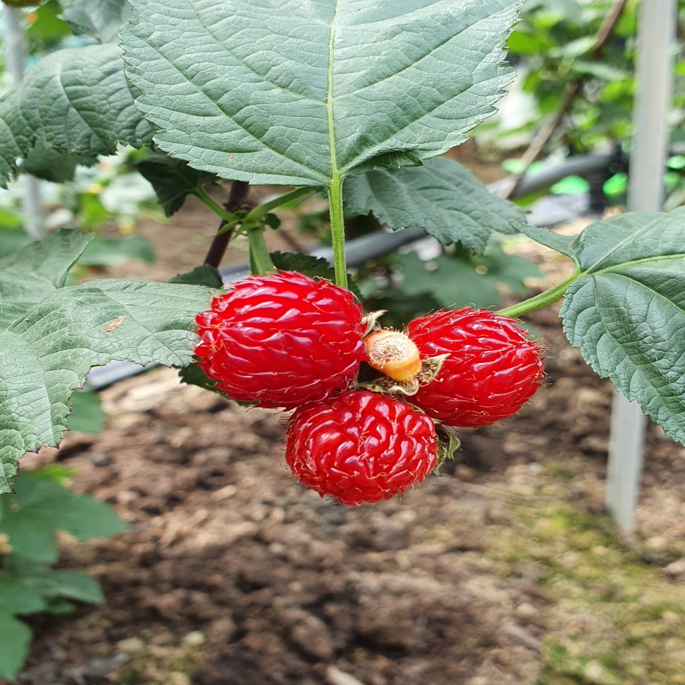산딸기 당일수확 당일발송 프리미엄 제철과일 생 딸기