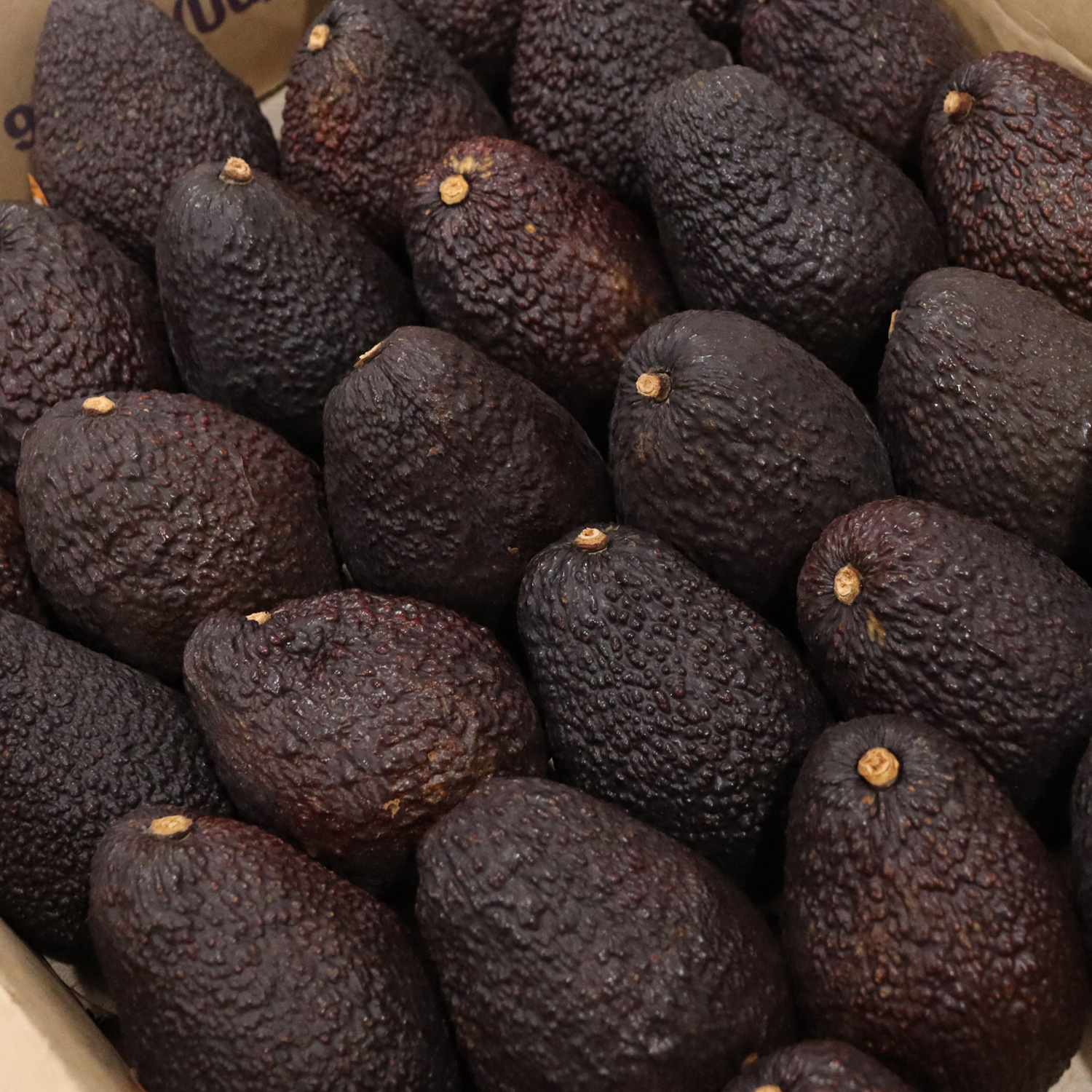 최상급 아보카도 직수입 대과 특대과 - 상세 이미지 5