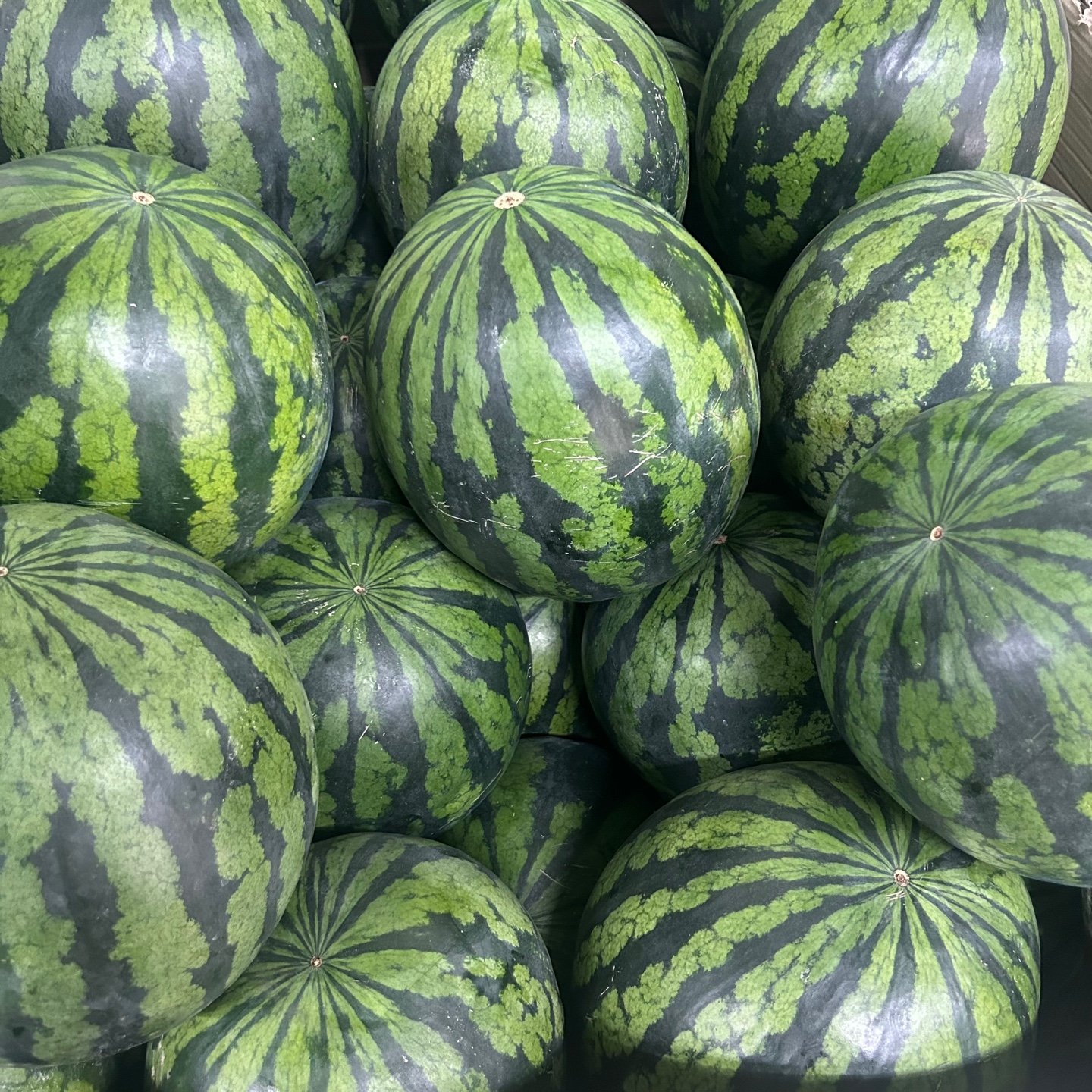 고당도 하우스 수박 프리미엄 꿀수박 당도선별 3kg~9kg - 상세 이미지 3