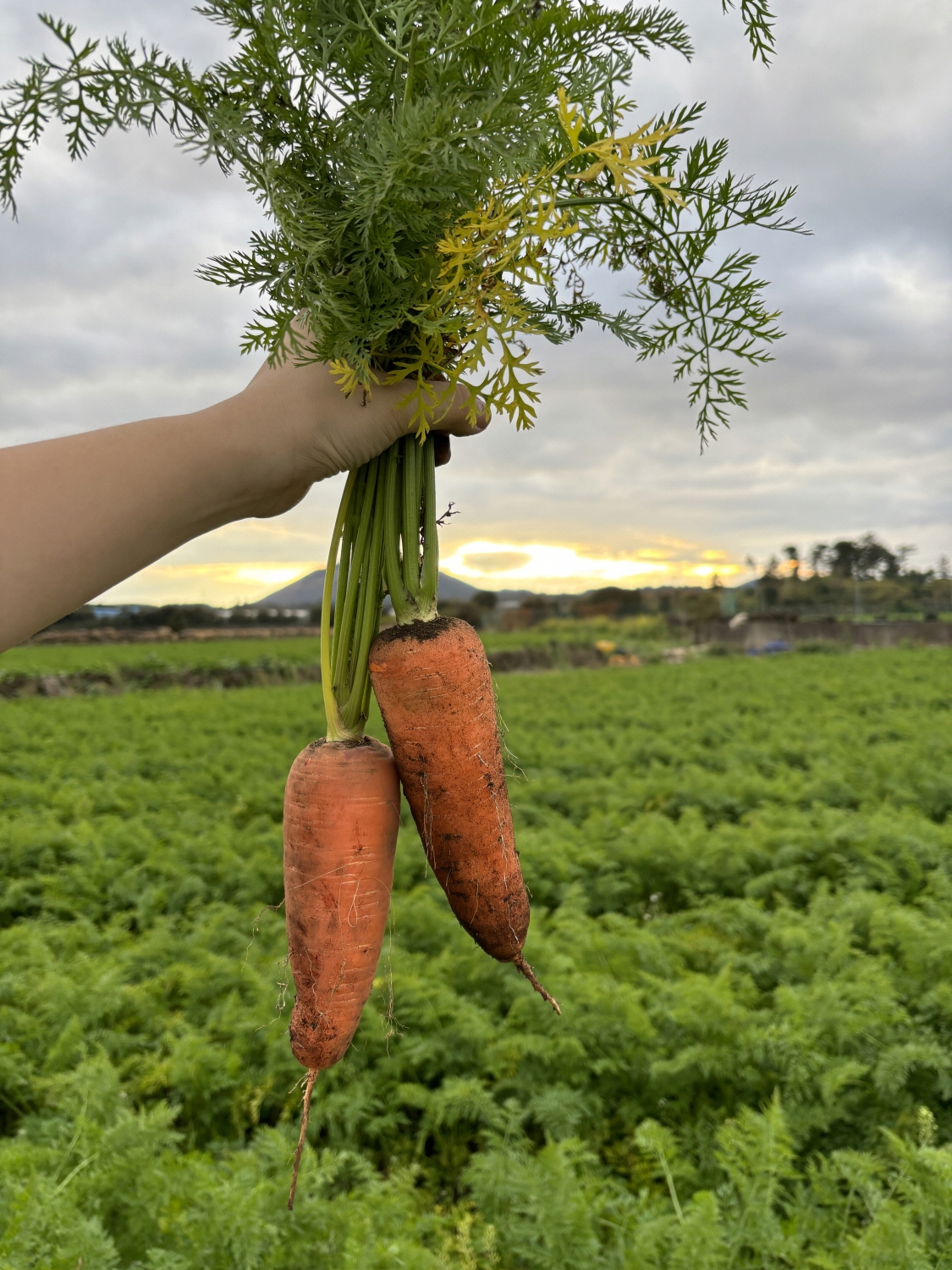 (타임어택 빅딜) 국내산 비세척흙당근 제주구좌세척당근-3Kg 외