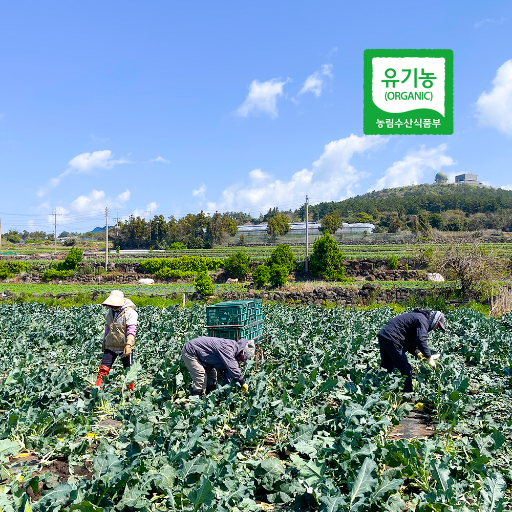제주 유기농 브로콜리 원물 햇수확 무농약 유기농 화산해토 재배-3kg - 상세 이미지 3