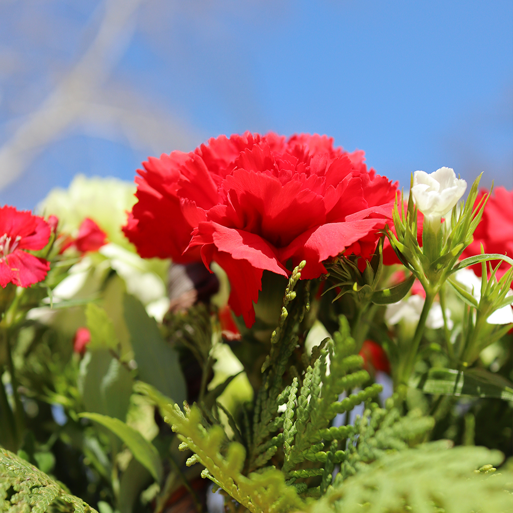 세종 카네이션 꽃바구니 어버이날 스승의날 꽃배달서비스 가정의달 부모님 선물 생화 농장직영