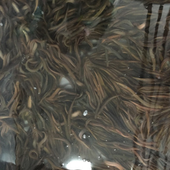 남원 현식당 프리미엄 추어탕 블랙 제피/들깨 O, 700g, 5개 대표 이미지