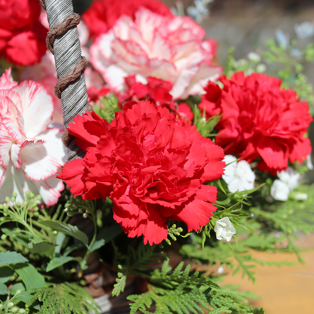 세종 카네이션 꽃바구니 어버이날 스승의날 꽃배달서비스 가정의달 부모님 선물 생화 농장직영