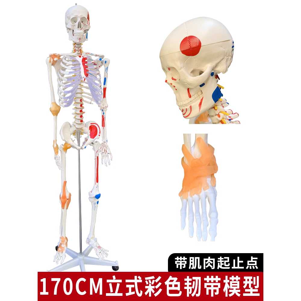 뼈모형 골격 인간 과학실 미술 의료 교육용 실물 크기 인대 - 상세 이미지 4