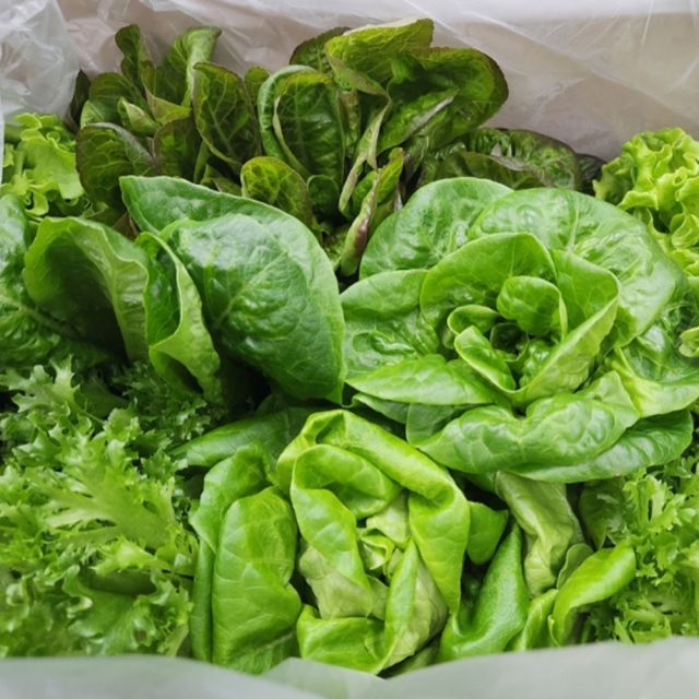 산지직송 유러피안 샐러드 쌈채소 1kg 6종 로메인 상추 버터헤드 모듬쌈 야채 - 상품 이미지