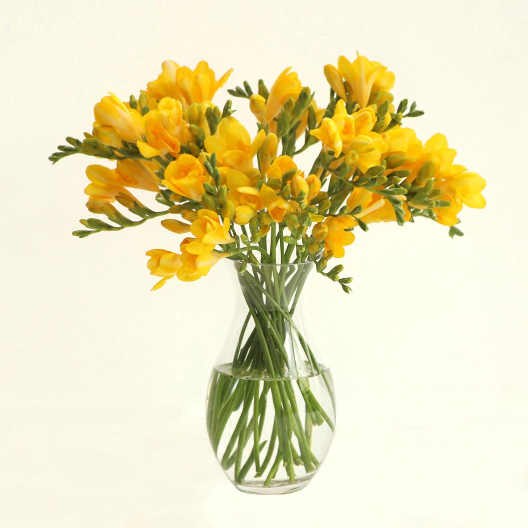 (BEST) 프리지아(10/20/30송이) - 제철꽃 정기구독 생일 선물 졸업식 입학식 생화다발 꽃배송 양재꽃시장 도매 이미지 2