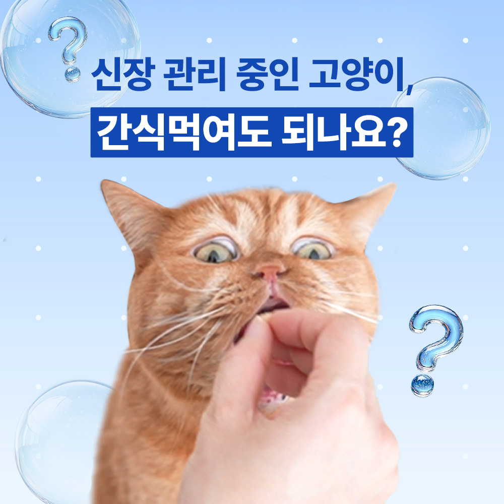 야옹섬 고양이 간식 신장 트릿 AIM 닥터토루 신부전 관리 50g, 1개 이미지 3