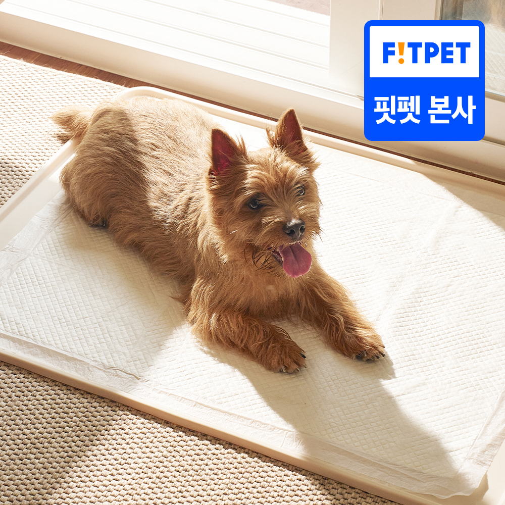 헤이테일 강아지 듀얼 논슬립 실리콘 배변매트 배변판 대형