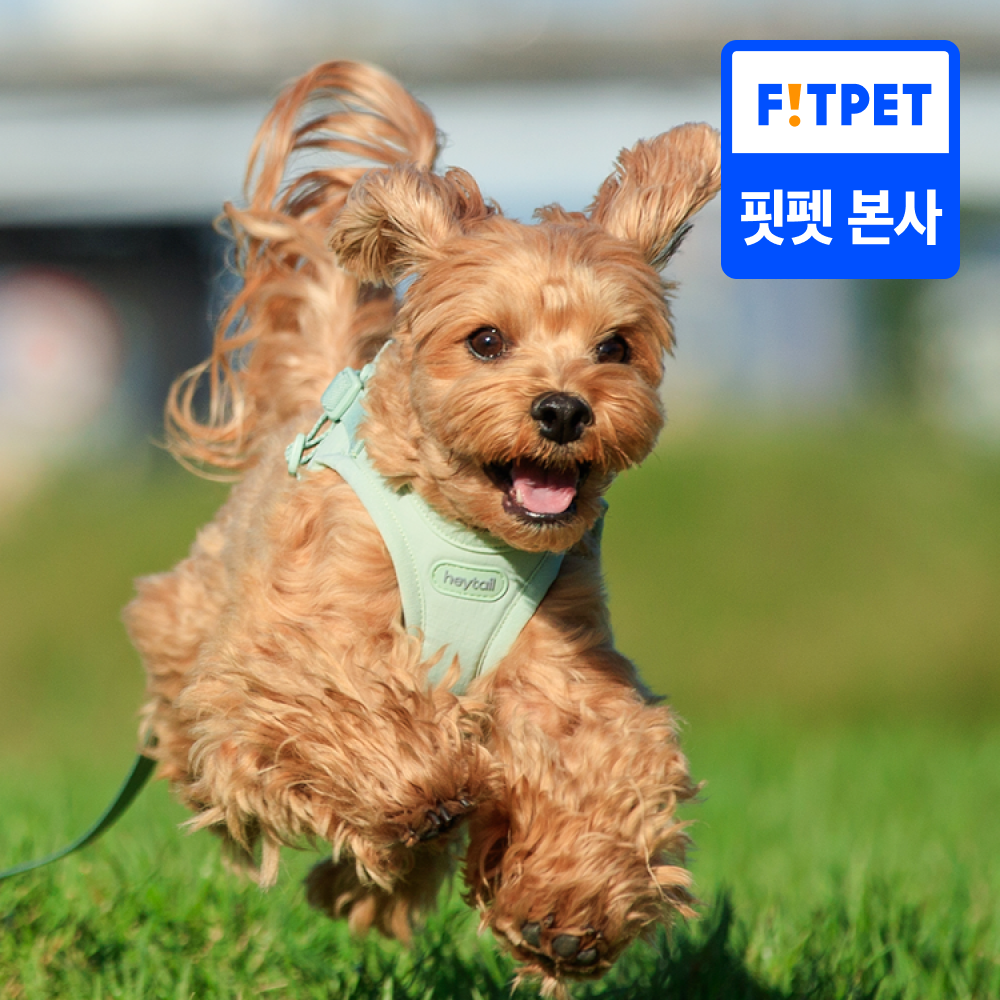 헤이테일 에어워크 강아지하네스 소형견 앞섬방지 가슴줄 3종