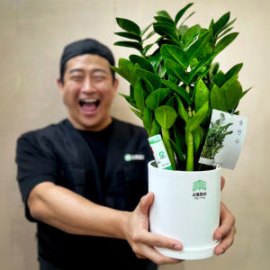 관엽식물 금전수 화환 승진 취임 동양난 서양란 만천홍 영전 축하 선물 개... 솔직 후기 | 실사용자 리뷰 분석 - 상품 이미지 1