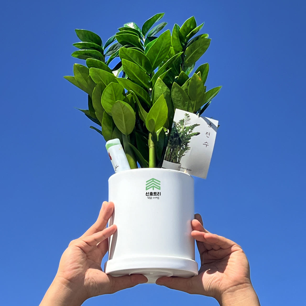 금전수 돈나무 개업화분 선물 공기정화식물 집들이 거실 사무실 축하 감사인사 전국당일 꽃배달