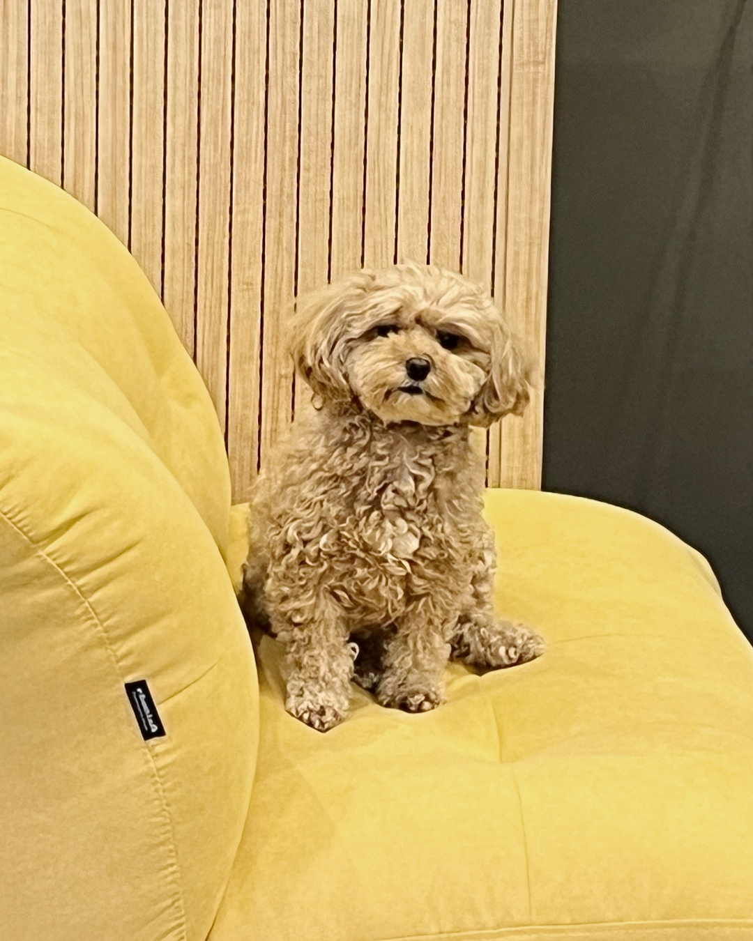 5D힐링센터 개인 스칼라룸 예약 / 휴식 힐링 치유 모임 이미지 8