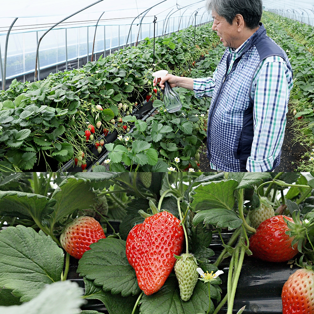쑥쑥튼튼 식물영양제 4종 친환경 영양제 식물 보약제 고농축 무독성 액체 작물 비료 - 상세 이미지 3