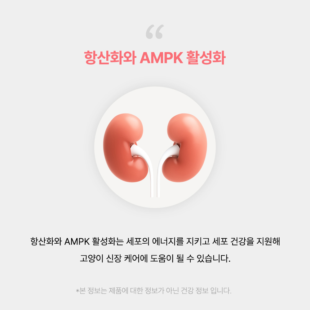 신부전 고양이 인텐시브 신장 항산화제 항노화 영양제 60캡슐, 1개 - 상세 이미지 3