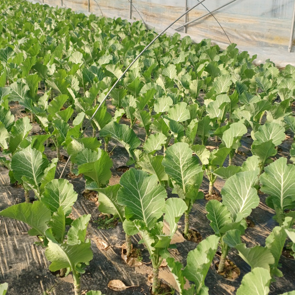 국내산 케일 산지직송 쌈용 샐러드 녹즙용 신선채소 500g - 상세 이미지 4