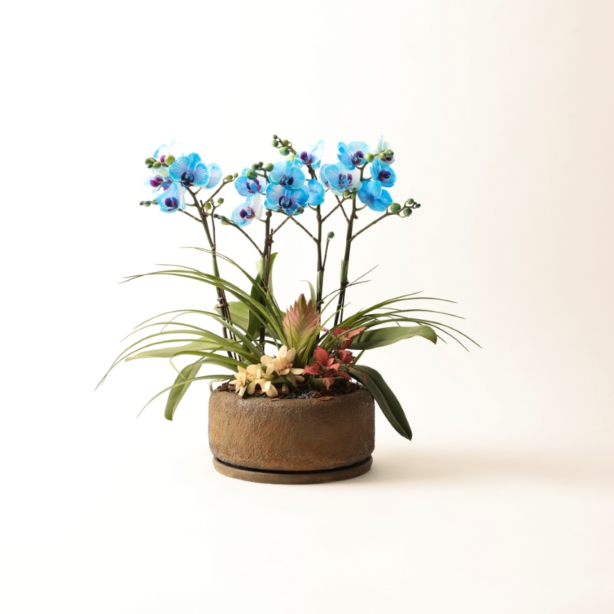 호접란 개업 난 꽃 축하 화분 승진 영전 배달 아바타 난초 카페 가게 오픈 개업식 선물