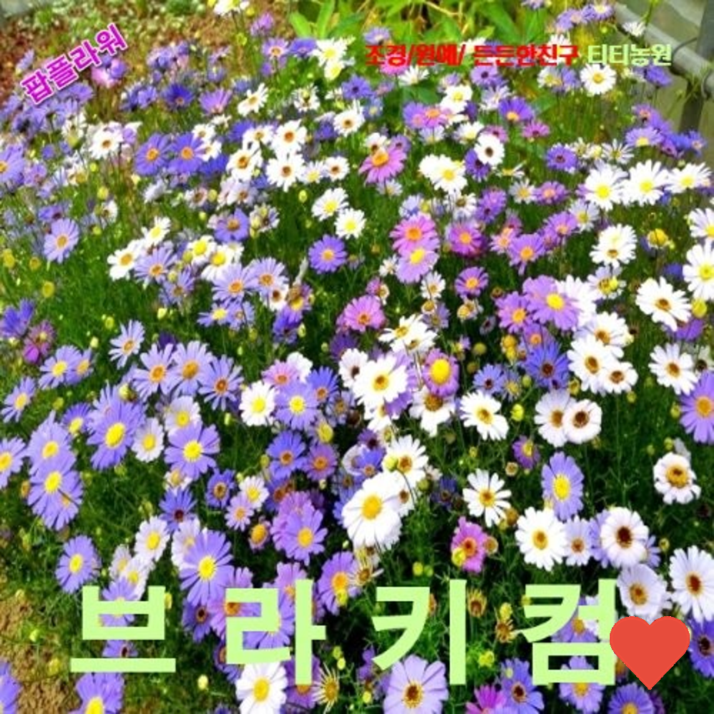 씨앗 모종 브라 키컴 강 혼합 색 25 : Z7Mart