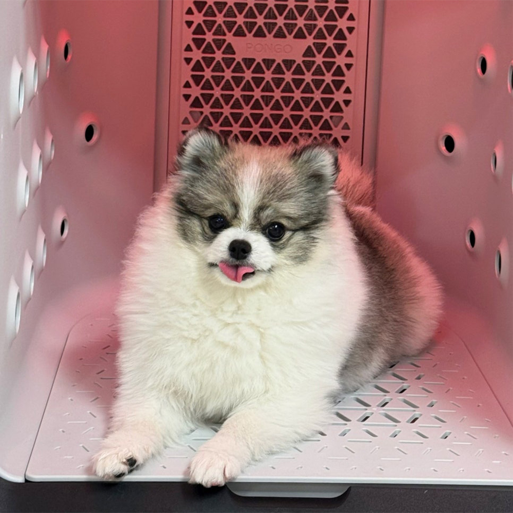 퐁고 펫드라이룸 케어수 샤워 강아지 고양이 털말리기 애견 애묘 건조기 중형견케어 이미지 7