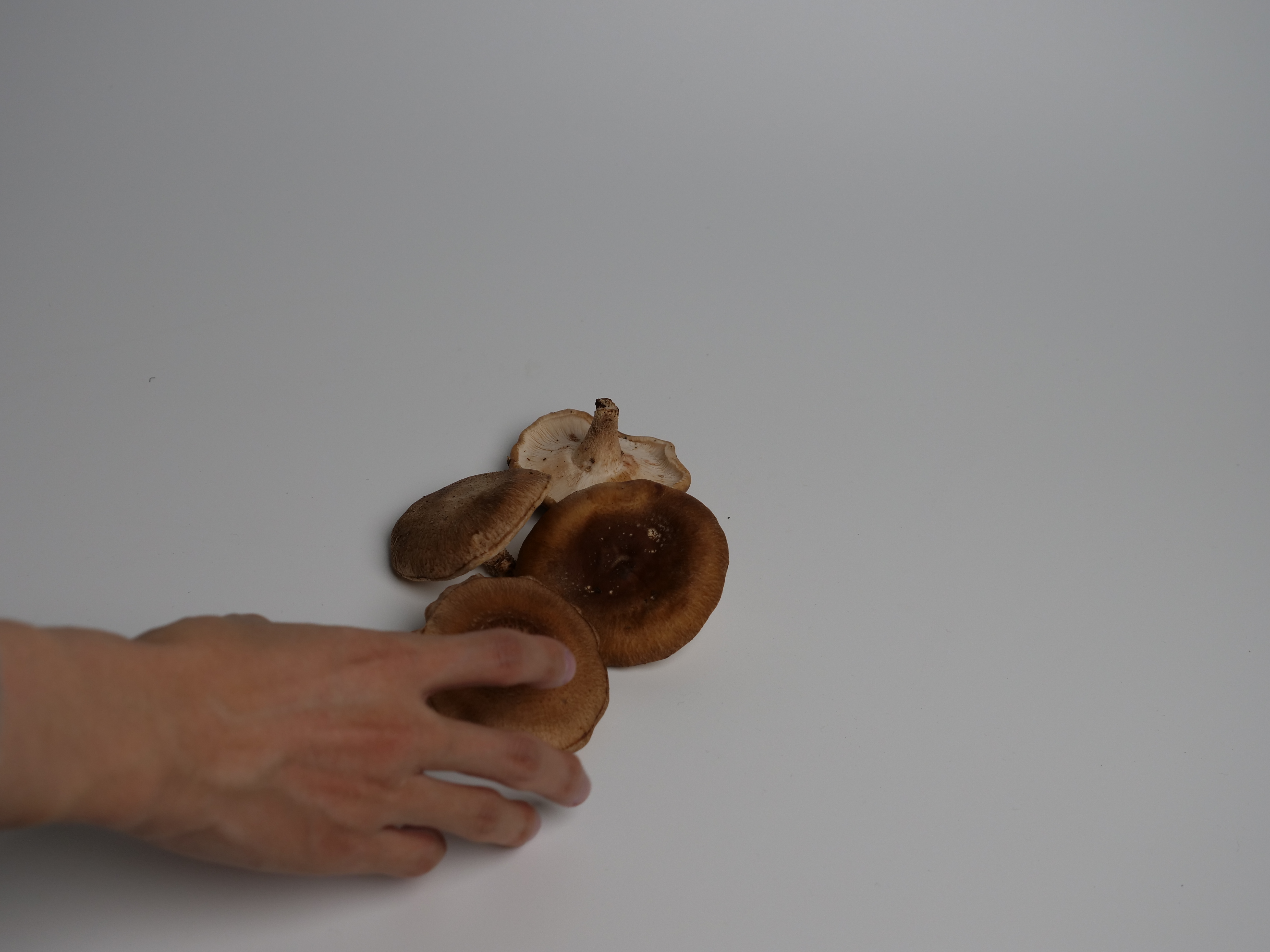 표고버섯 1kg - 상세 이미지 2