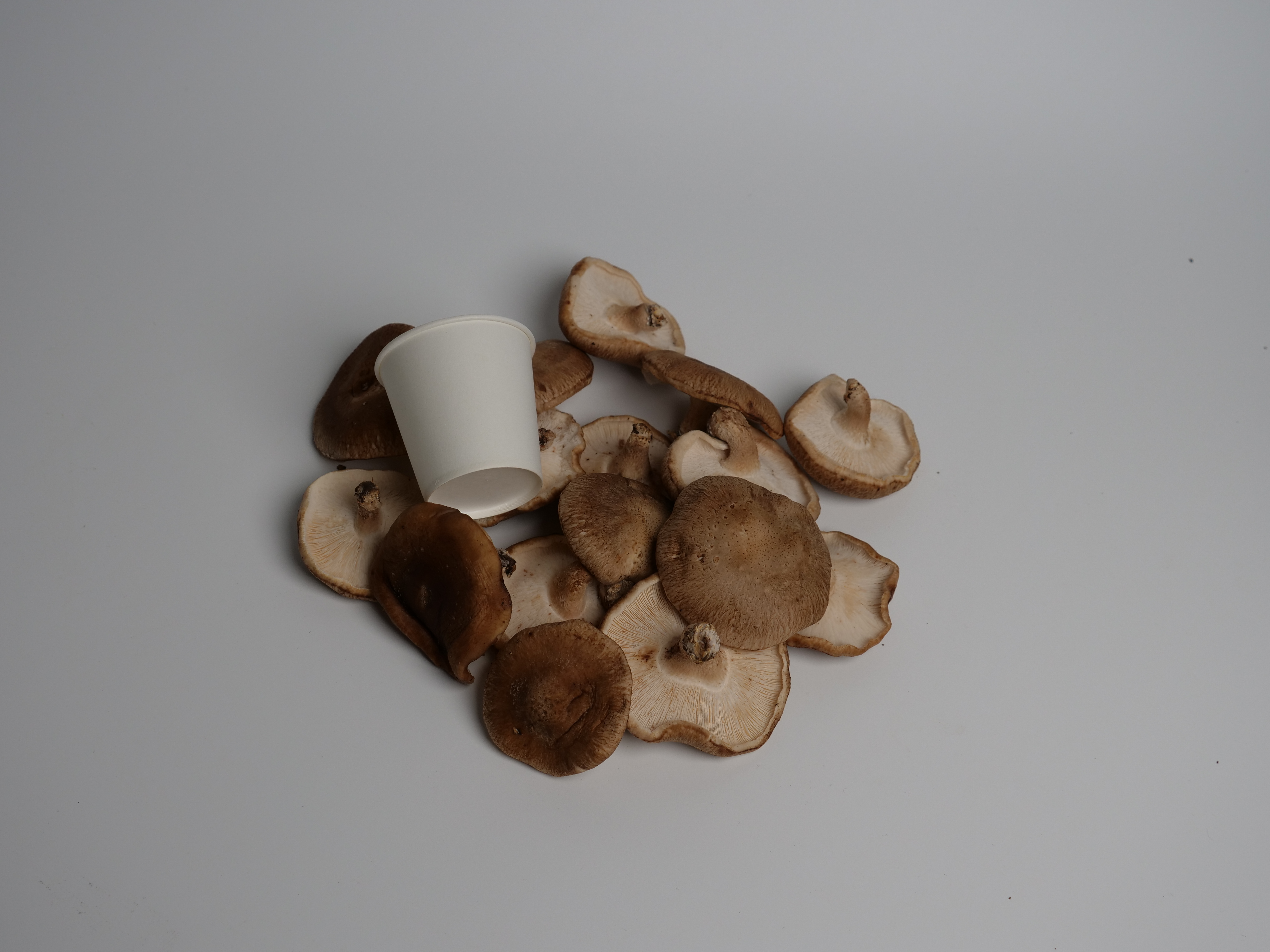 표고버섯 1kg - 상세 이미지 3