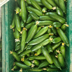 미니오이 스낵오이 GAP 당일수확 산지직송 1kg, 1개 맛있게 먹은 솔직 후기 - 상품 이미지 4