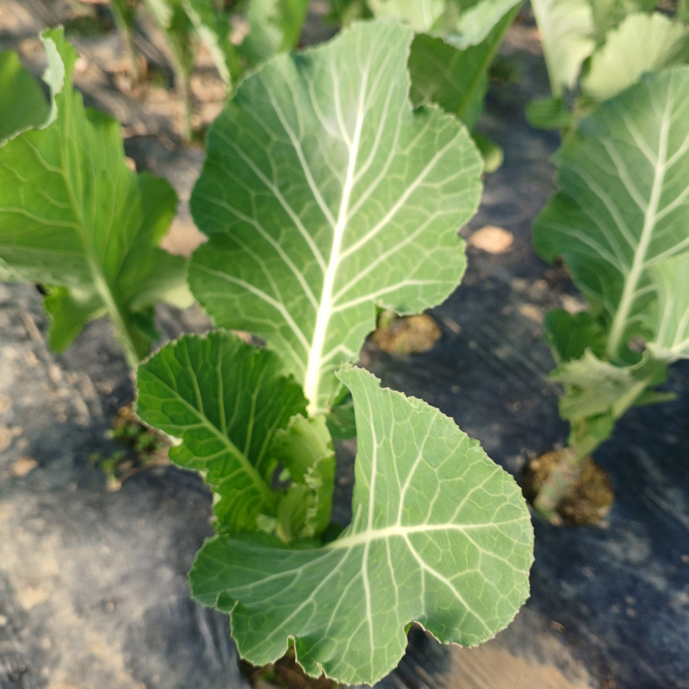 국내산 케일 산지직송 쌈용 샐러드 녹즙용 신선채소 500g 이미지 7