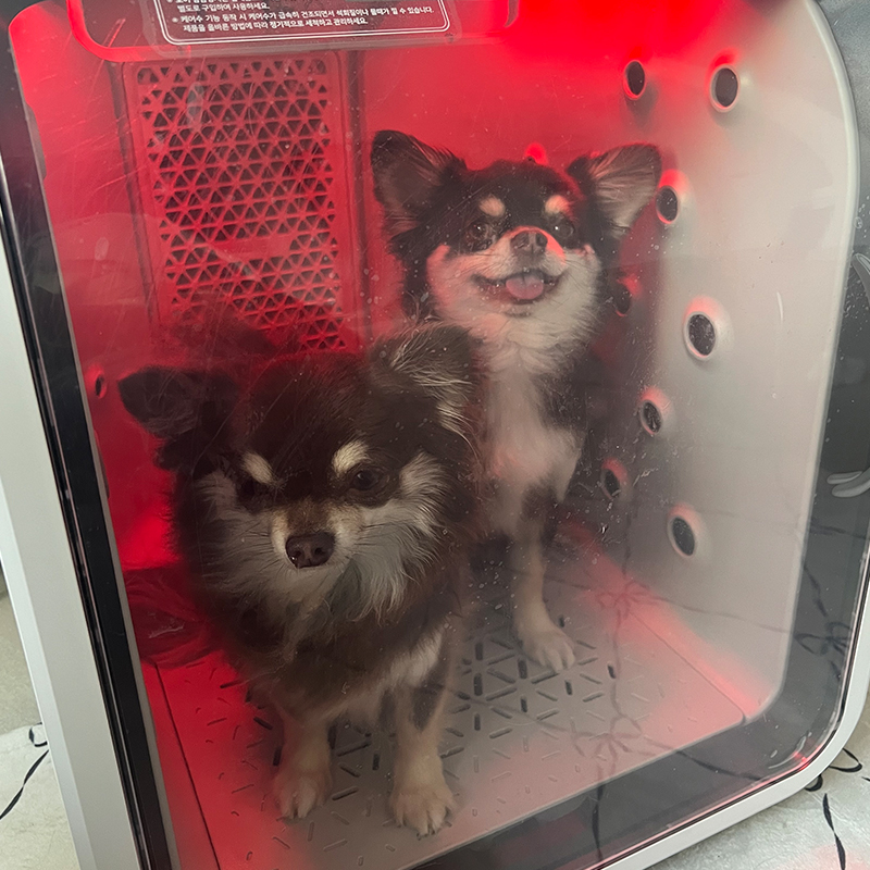 퐁고 펫드라이룸 케어수 샤워 강아지 고양이 털말리기 애견 애묘 건조기 중형견케어 - 상세 이미지 4