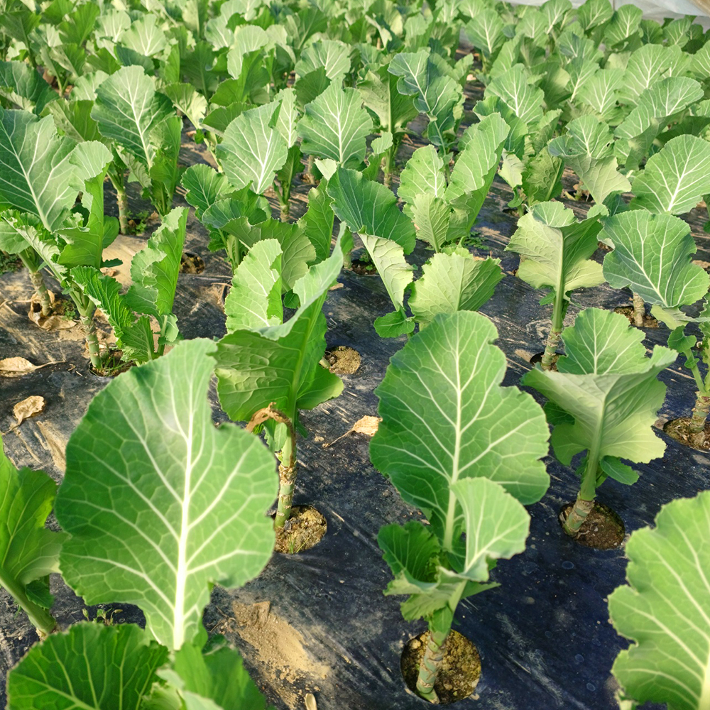 국내산 케일 산지직송 쌈용 샐러드 녹즙용 신선채소 500g - 상세 이미지 3