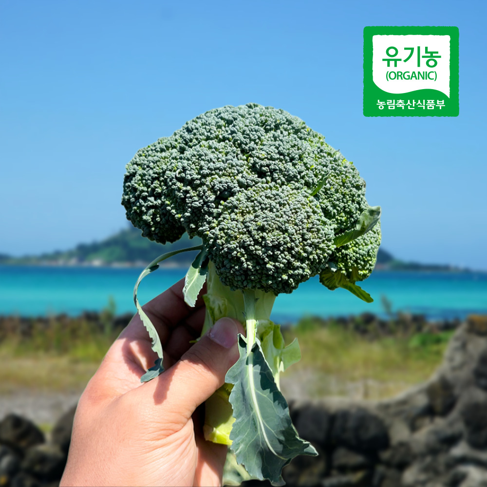 제주 유기농 브로콜리 1kg, 1개 - 상품 이미지