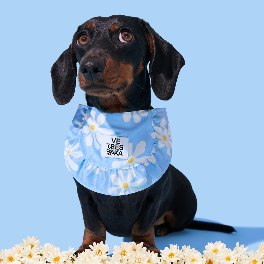 데이지 강아지 케이프 고양이 스카프 턱받이 머플러 레이스 VETRESKA