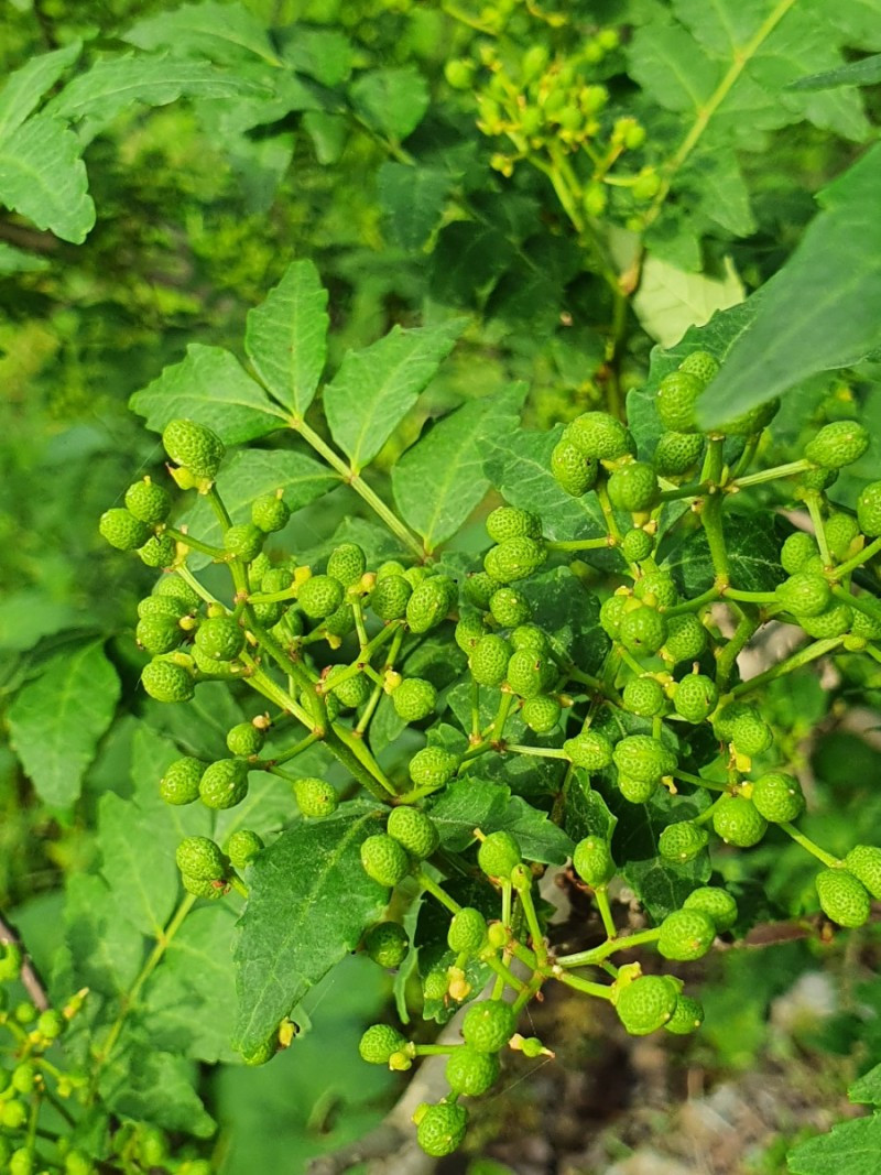 국산 건제피 500g 초피열매 산초열매 건조 제피 이미지 6
