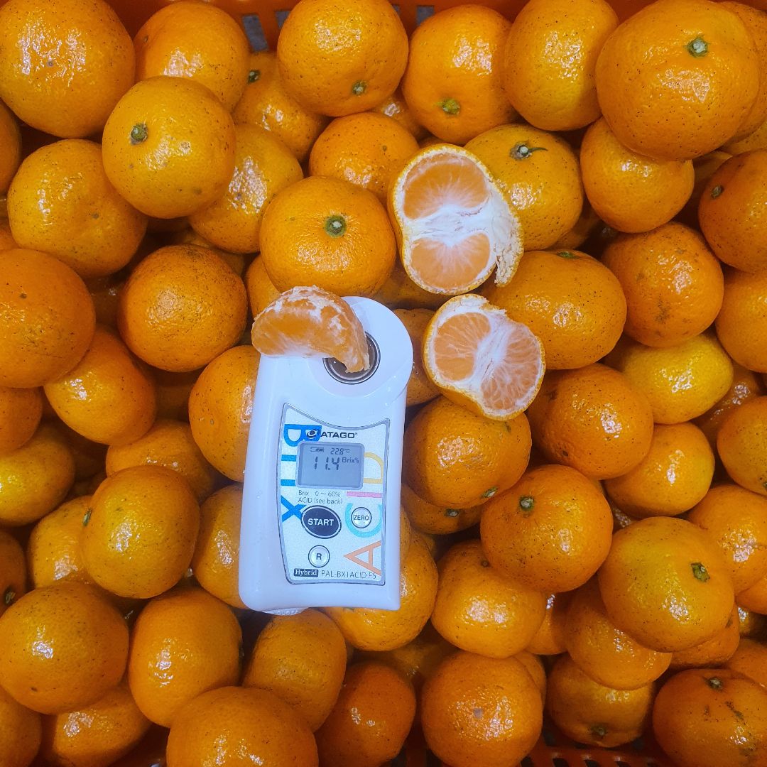 제주 황금향 서귀포 2.5kg 4.5kg 가정용 선물용 이미지 7