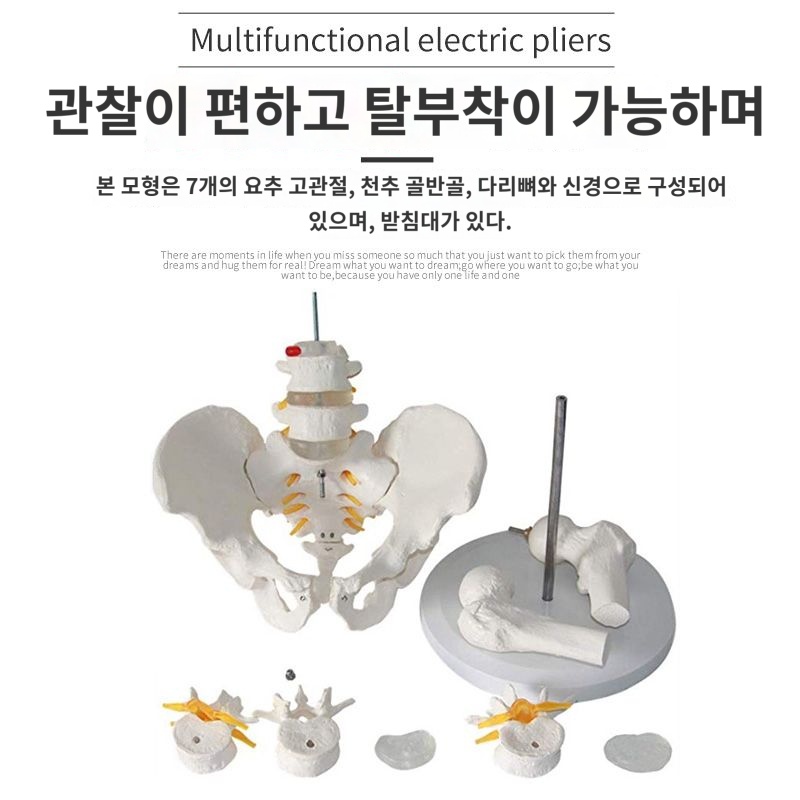 시뮬레이션 골반 수업 학교 병원 요추 척추 교구 신체 구조 교육용 모형 : Eunsoo