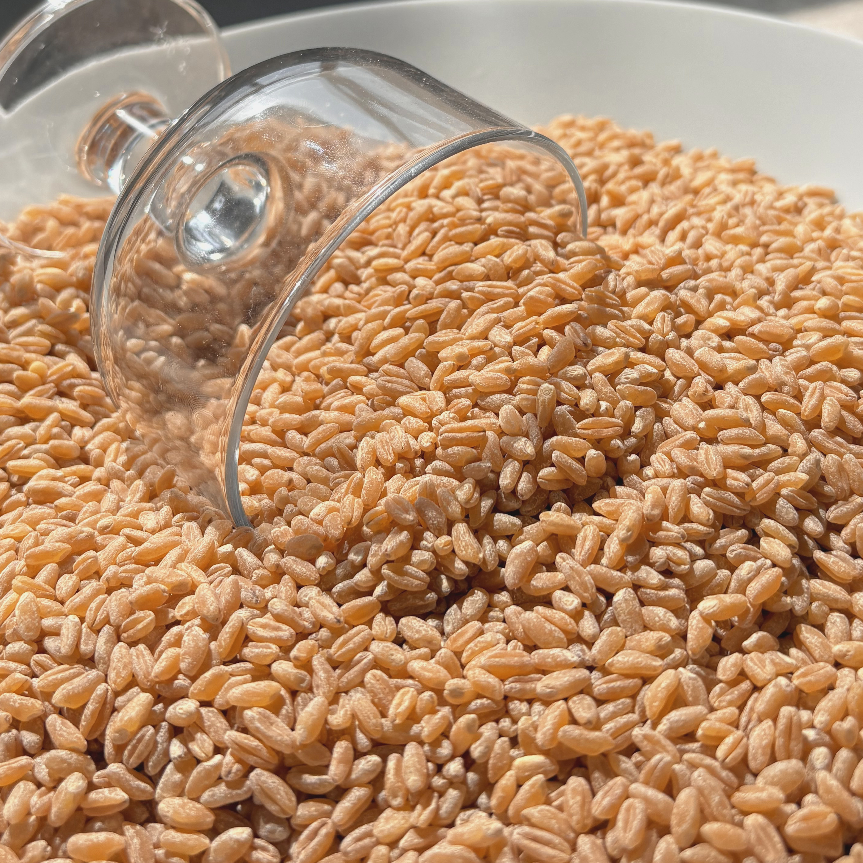 늘찬팜 호라산밀 1kg+1kg 고대곡물 건강잡곡 통곡물 - 상세 이미지 2