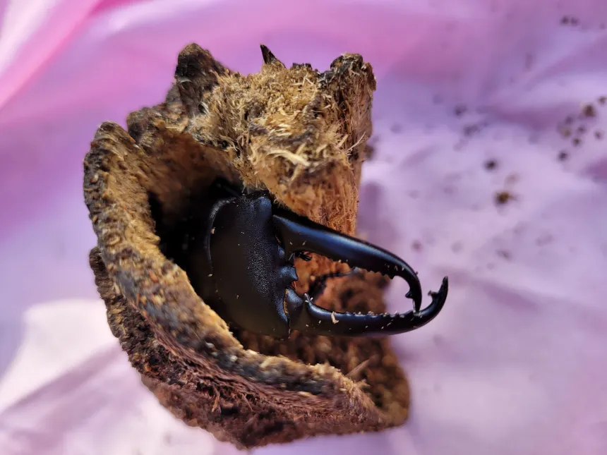 [깨비의숲마을][소수정예 프라이빗] 서울 경기 인천 숲체험 어린이 겨울 유아 초등 자연 곤충 주말 체험 학습