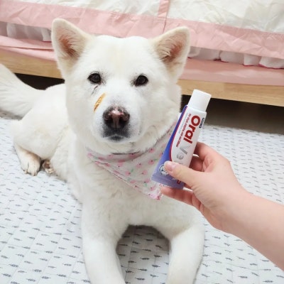 페노비스 강아지 치약 입냄새제거 구취 제거 고양이 임상균주 오랄벳