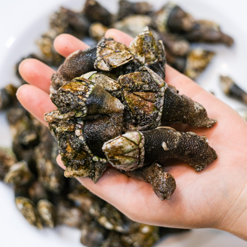 자연산 거북손 거제도 제철 급냉 자숙 생물 효능 1kg - 상세 이미지 3